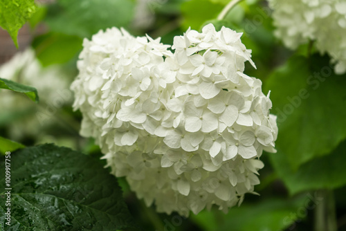 Selective focus white flower of Hydrangea Arborescens in the garden with green leaves. Smooth hydrangea is a species of flowering plant in the family Hydrangeaceae. Natural floral pattern background.