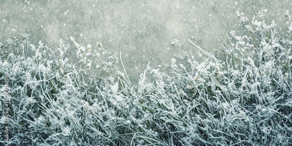 Fototapeta premium Winter wallpaper wallpapers background backgrounds with sun, sunny, grass, snow, ice, frost and bokeh