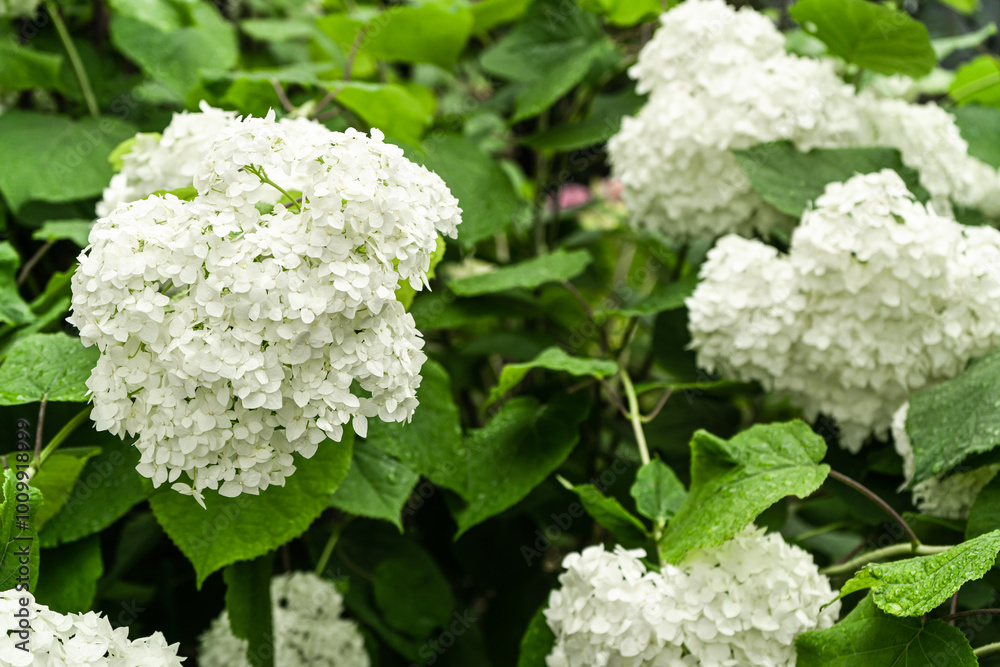 Beautiful and delicate Hydrangea flowers in the garden. Plants for house with nicely landscaped in yard in summer time. Hydrangea flowers in Orchard. Bush with white flower on it. Beautiful and delicate Hydrangea flowers in the garden. Plants for house with nicely landscaped in yard in summer time. Hydrangea flowers in Orchard. Bush with white flower on it.
