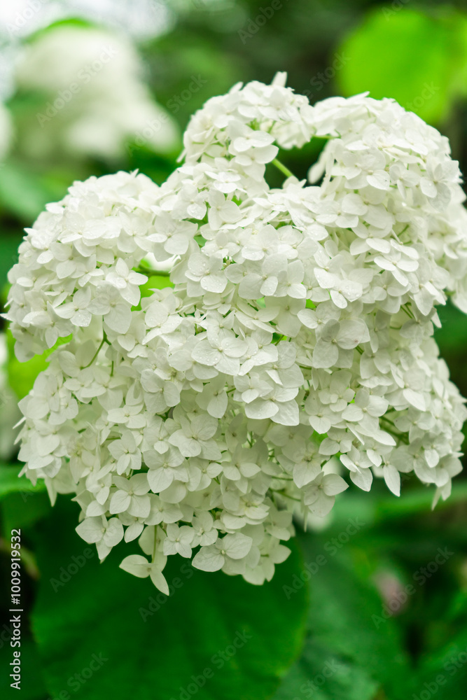 Hydrangea flowers in Orchard. Bush with white flower on it. Beautiful and delicate Hydrangea flowers in the garden. Plants for house with nicely landscaped in yard in summer time. Hydrangea flowers in Orchard. Bush with white flower on it. Beautiful and delicate Hydrangea flowers in the garden. Plants for house with nicely landscaped in yard in summer time.