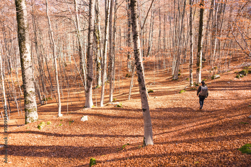 Foliage at Abruzzo National Park, Italy