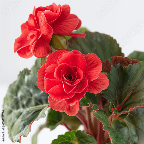 Photo of a red Begonia, isolated on a white background, red Begonia Generative AI