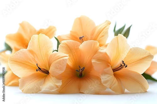 a group of orange flowers