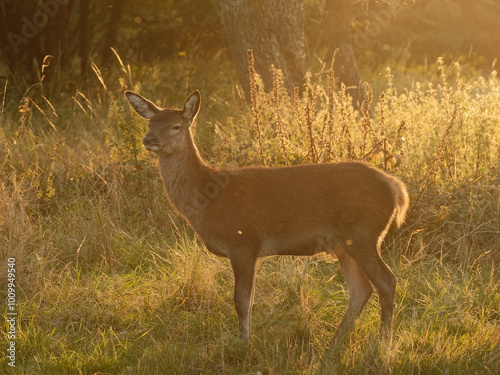 Plakat deer in the woods