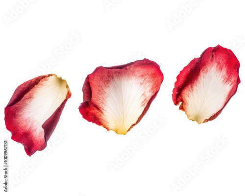 Three rose petals in shades of red and white, arranged artistically. Ideal for romantic themes or floral designs. photo