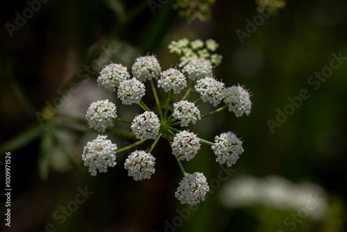 Common boneset (eupatorium perfoliatum) flowering in a marsh in Ontario. photo