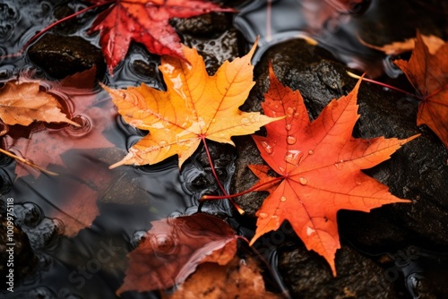 Maple autumn leaves plant.