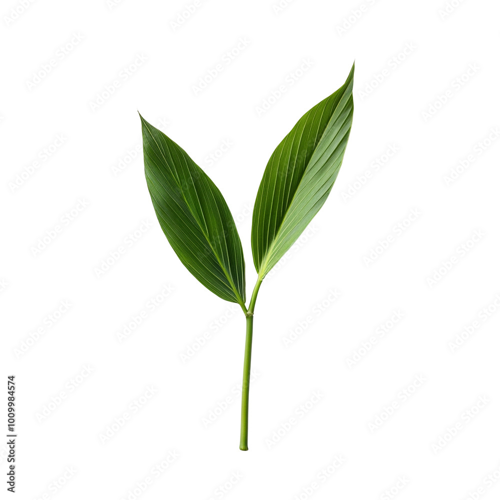 Obraz premium Two vibrant green leaves on a single stem, white isolated background.