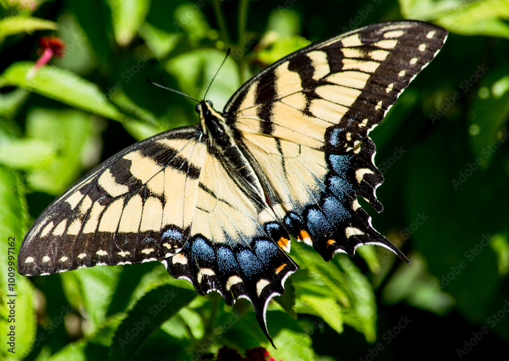 Obraz premium Beautiful Yellow Swallowtail on Red lantana. this particular butterfly only wanted to eat from the red Lantana