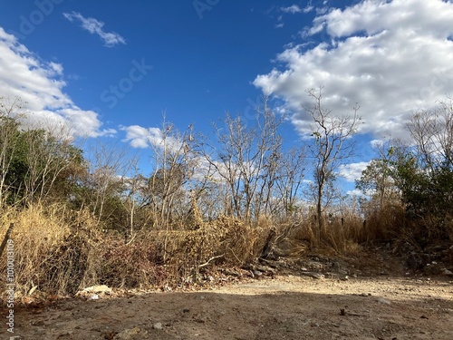 Canvastavla Paisagem natural em Goiás, Brasil, com o bioma Cerrado e suas características árvores secas sob um céu azul claro