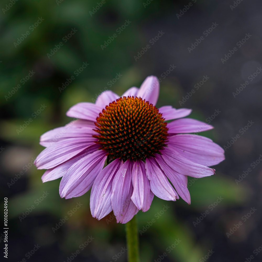 Fototapeta premium purple coneflower 