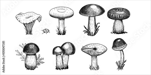 Set with edible mushrooms. Hand drawn vector illustration