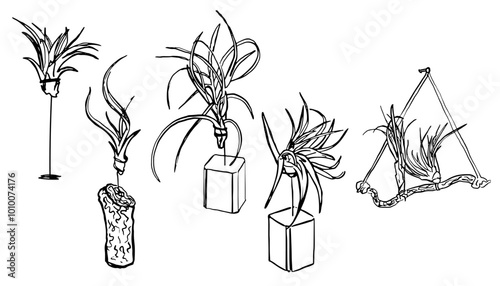 Air plants set. Hand drawn sketch of tillandsias plants.