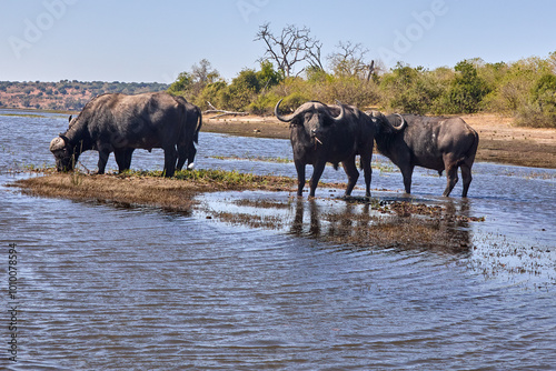 The African water buffalo  also known simply as the African buffalo or Cape buffalo  is one of the most formidable and powerful animals found on the continent. 