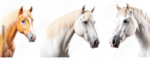 Portraits of White Horses in Closeup Views