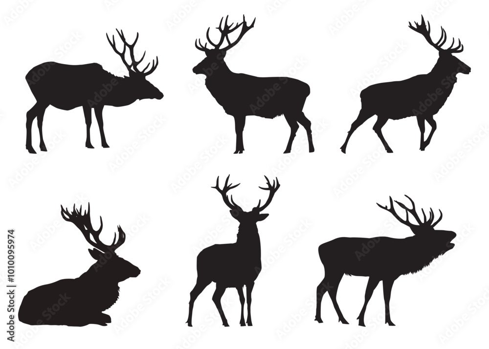 red deer Cervus elaphus shadow red deer Cervus elaphus shadow