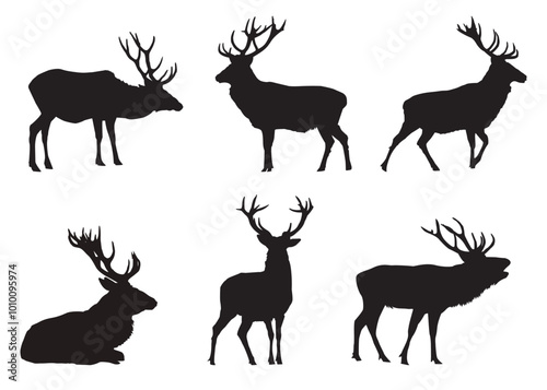 red deer Cervus elaphus shadow