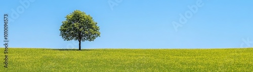 Single Tree in a Field of Yellow Flowers with Blue Sky