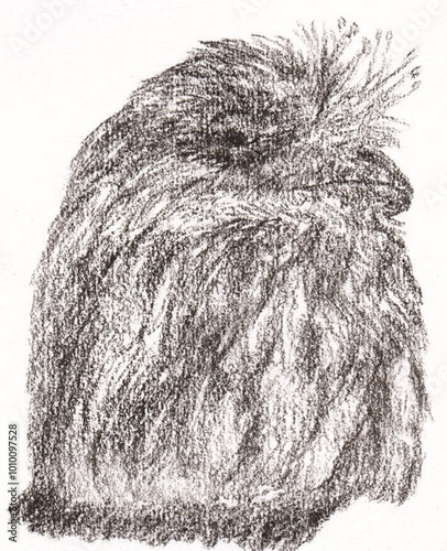 Illustration of sleeping Tawny frogmouth photo