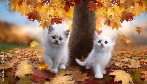 동물 사진, 두 마리의 귀여운 흰색 슈퍼 미니 고양이, Animal photo, two cute white super mini cats