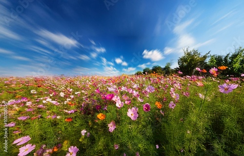 Wallpaper Mural A field of vibrant pink, white, and orange cosmos flowers sway gently in the breeze under a bright blue sky with fluffy white clouds. Torontodigital.ca