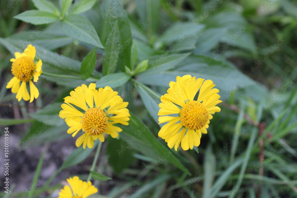 Common sneezeweed blooms at Linne Woods in Morton Grove, Illinois Common sneezeweed blooms at Linne Woods in Morton Grove, Illinois
