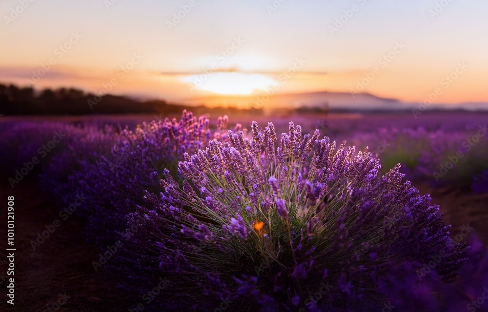 Obraz premium A field of lavender blooms bathed in the golden light of a setting sun.