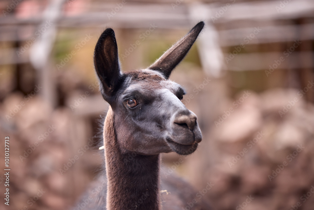 Obraz premium Llamas are domesticated animals that have been used by Andean cultures for centuries as pack animals and for their wool. They belong to the camelid family, which is also referred to as