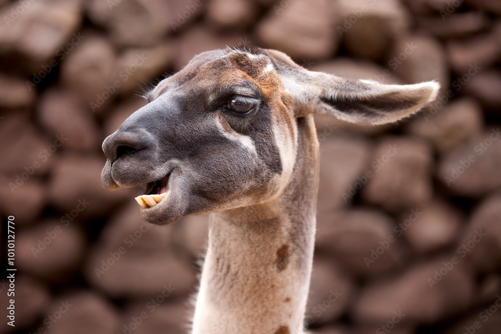 Fototapeta premium Llamas are domesticated animals that have been used by Andean cultures for centuries as pack animals and for their wool. They belong to the camelid family, which is also referred to as 