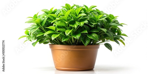 A lush, vibrant green potted plant with delicate foliage and stems sits isolated on a pristine white background, showcasing natural beauty in a minimalist setting.