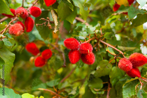 Annatto tree in the forest photo