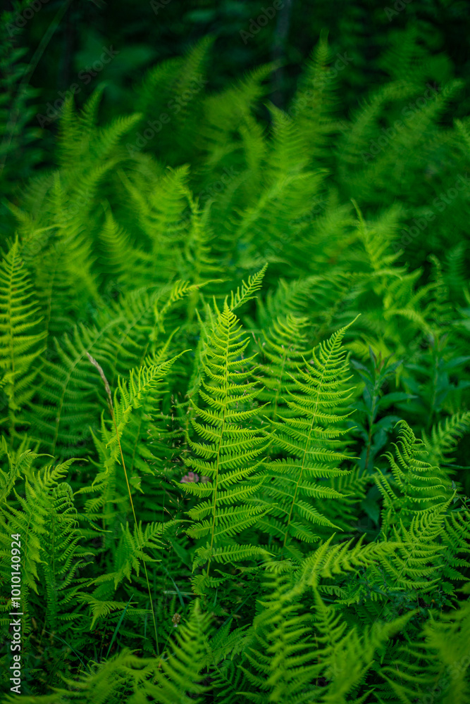 green leaves green leaves
