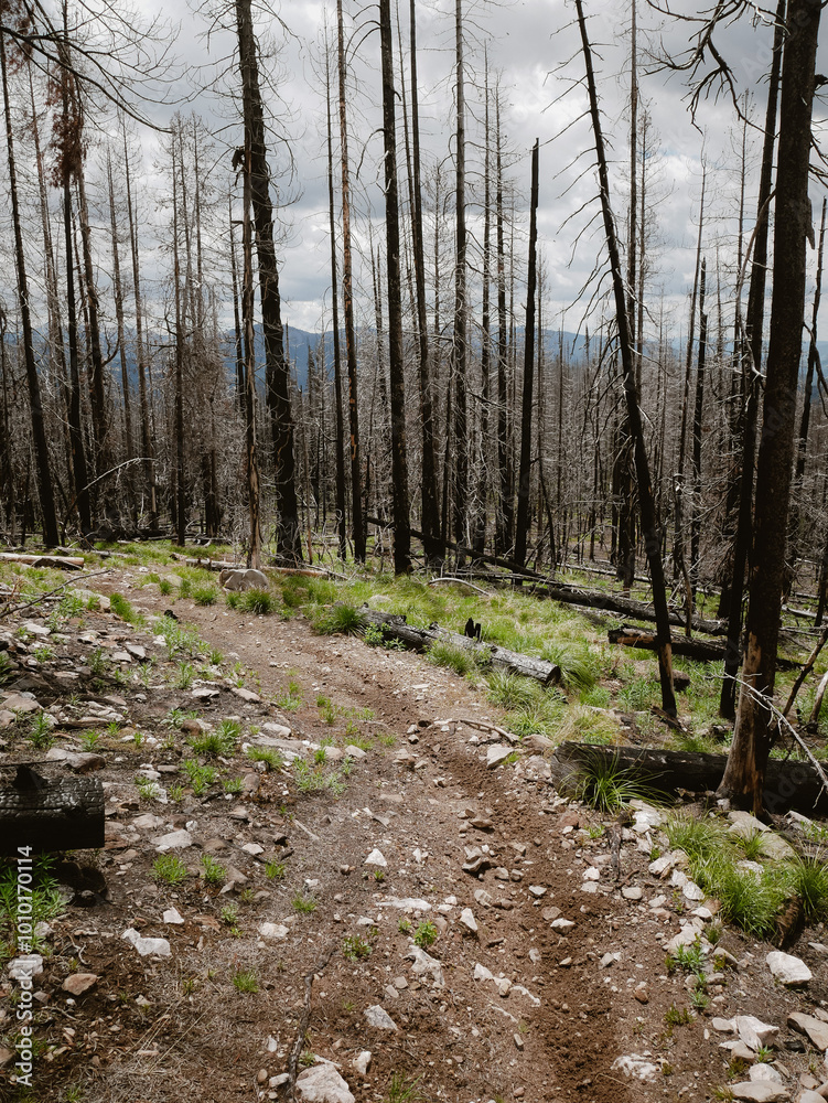 View of bike trail through burn area and pine trees in Salmon National Forest in Idaho View of bike trail through burn area and pine trees in Salmon National Forest in Idaho