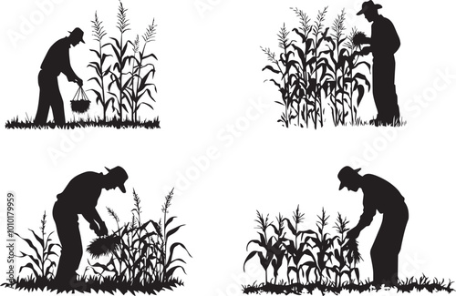 Silhouette of a farmer harvesting corn, silhouettes of people in field vector