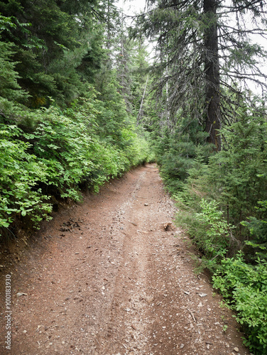 ATV trail through Saint Joe National Forest in Idaho in summer