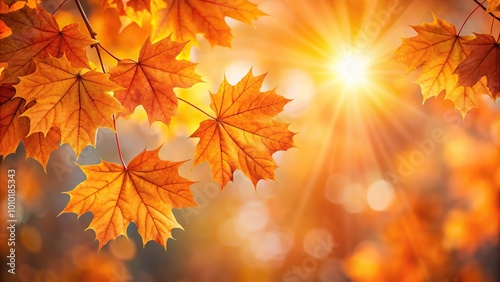 Extreme close-up falling maple leaves glowing in the sun, orange maple leaves isolated on gray background photo