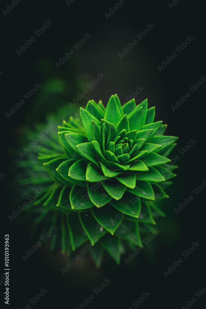 Fototapeta premium Macro green plant on a black background