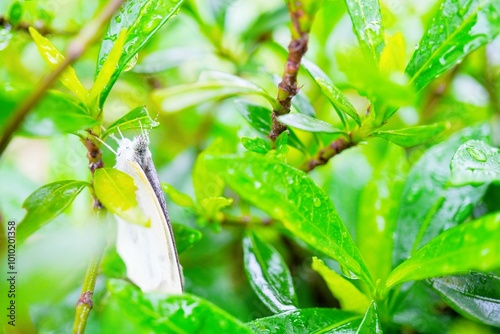 雨の中ヒメクチナシの葉の裏で隠れる翅に水滴のついたべしょぬれのモンシロチョウ photo