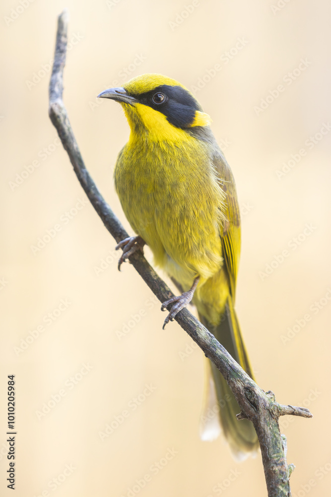 Obraz premium Yellow-tufted Honeyeater 