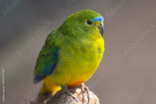 Orange-bellied Parrot photo