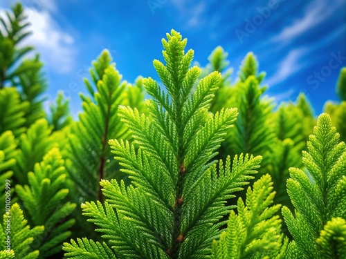 Fresh green evergreen leaves with intricate veins and delicate edges cascade downward, forming a lush and vibrant natural backdrop against a soft, serene blue sky.