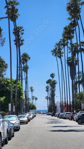 Palm Trees in Los Angeles