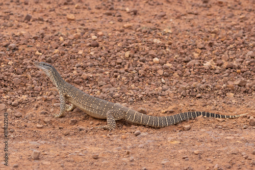 Foto Sand Goanna (Varanus gouldii)