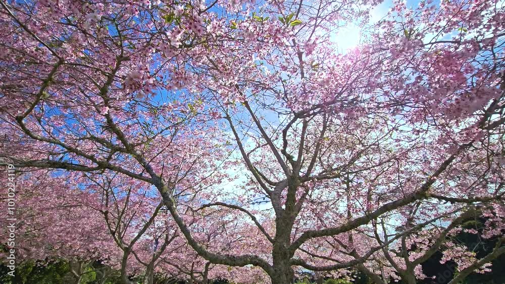 Blooming flowers sherry blossom tree on sunny day. Blooming flowers sherry blossom tree on sunny day.