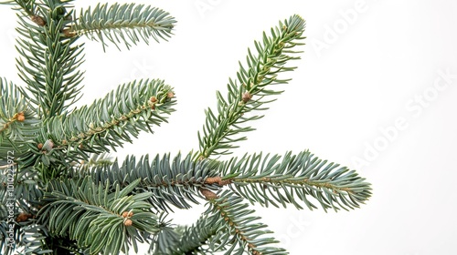 christmas background with christmas branches and decorations