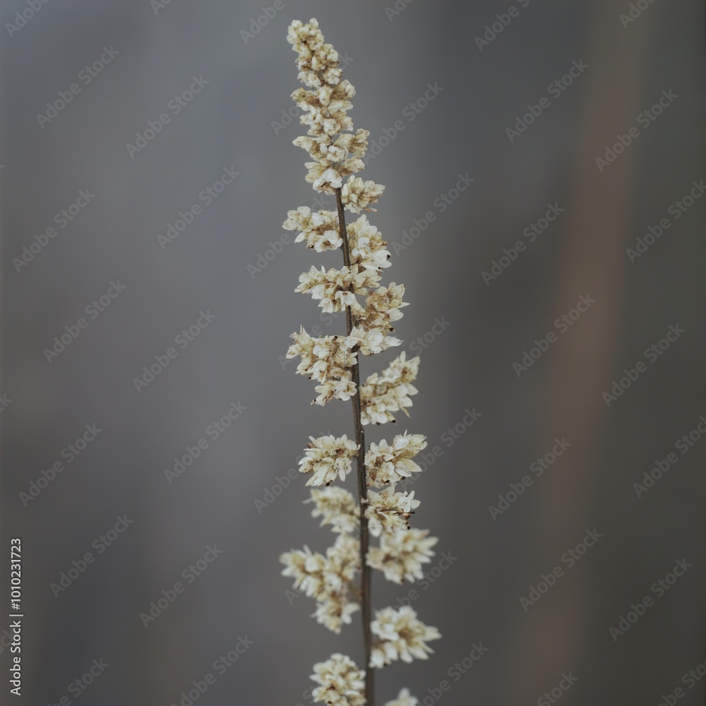 Delicate Dried Flowers: A Close-Up View Delicate Dried Flowers: A Close-Up View
