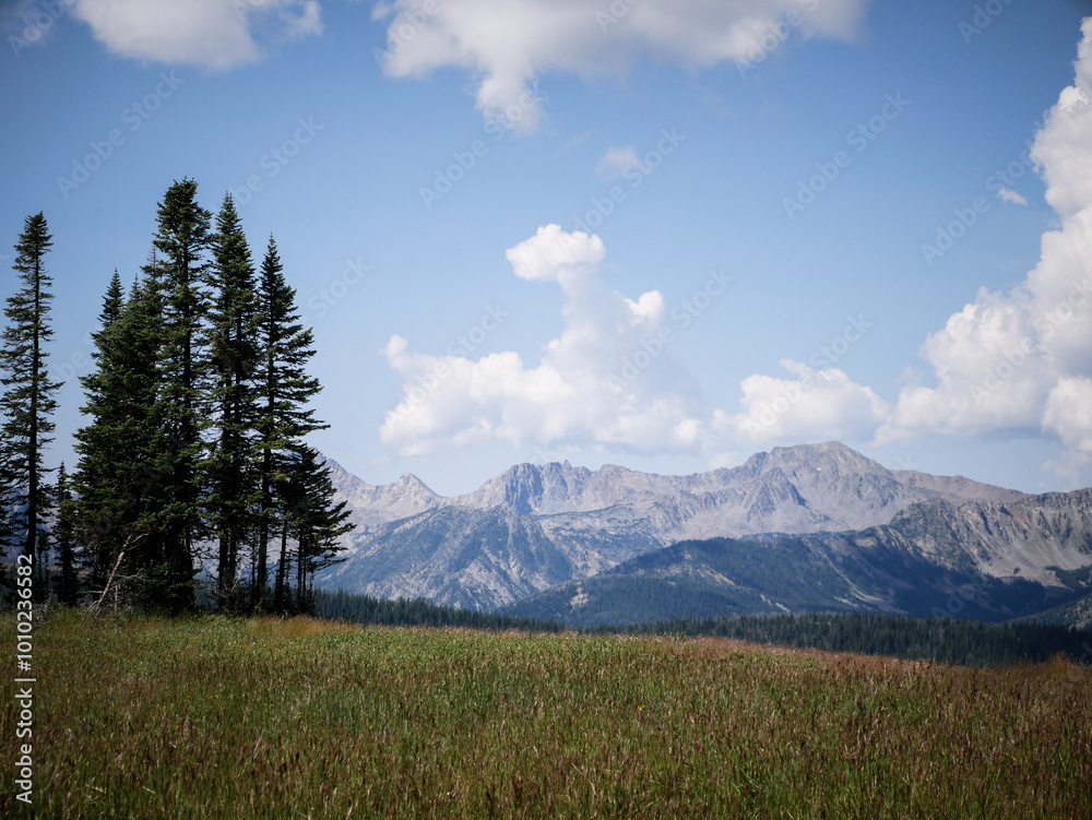 Obraz premium View through grassy meadow of Madison Mountain range peaks by Bozeman Montana in summer with pine trees