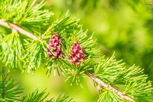 Larch tree fresh pink cones blossom at spring on nature background