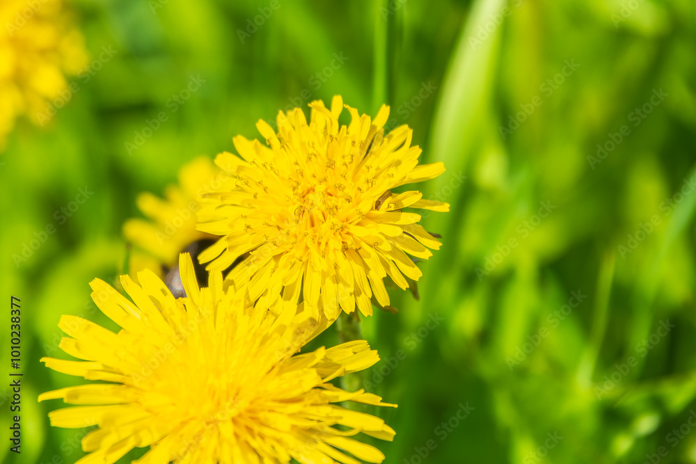 Field of yellow dandelions. Taraxacum officinale, the common dandelion Field of yellow dandelions. Taraxacum officinale, the common dandelion