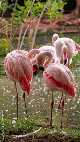 Pink flamingos - Belém, Pará (BR)